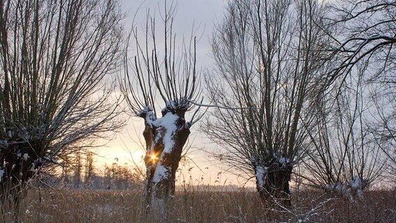 Winterstimmung im Park an der Hundsburg © NDR Foto: Michael Berger aus Rostock