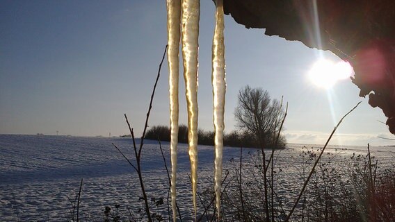 Eiszapfen am Baum in der Sonne © NDR Foto: Gunther Draheim aus Rostock