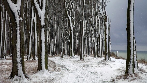 verschneiter Wald am Meer © NDR Foto: Angela Mahler aus Lubmin