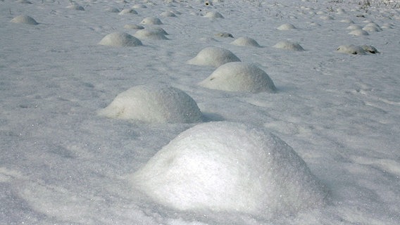 Schneebedeckte Maulwurfshügel © NDR Foto: Karen Grot aus Gubkow