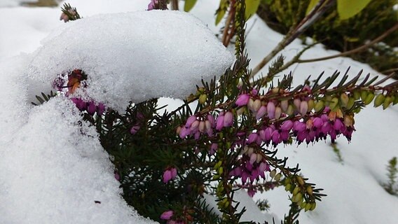 Blühende Erika mit dicker Schneehaube © NDR Foto: Lore Krebs aus Rostock