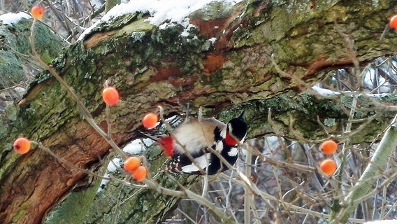 Ein Buntspecht sucht auf einem Baum nach Futter © NDR Foto: Kristina Obenaus aus Rostock