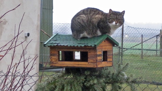Eine Katze sitzt auf dem Dach eines Vogelfutterhäuschens © NDR Foto: Claudia Jubel aus Groß Grenz