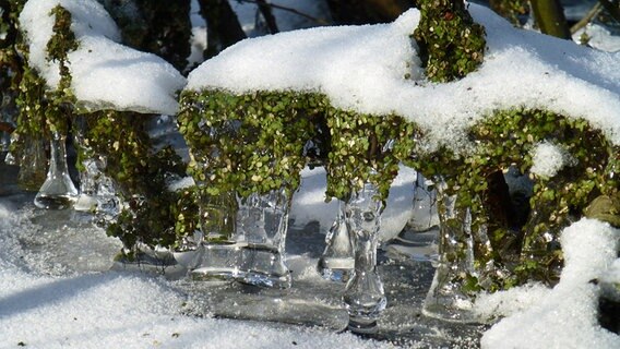 Von Eis eingeschlossene Pflanzen. © NDR Foto: Antje Wille aus Pölchow