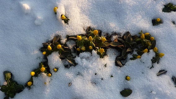 Winterlinge unter einer Schneedecke © NDR Foto: Ortrud Pogorel aus Warnemünde