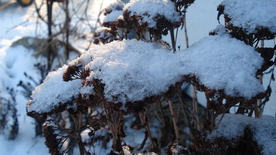 Pflanzen sind mit einer Schneedecke überzogen © NDR Foto: Steffi Krüger aus Prangendorf