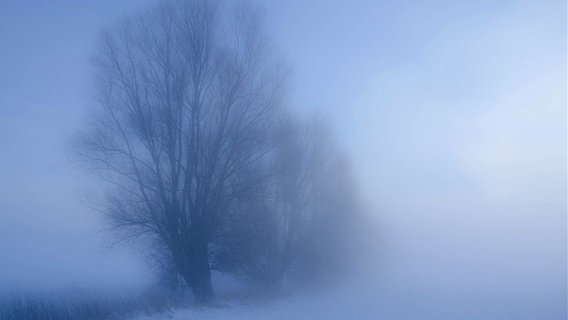 Ein Baum verschwindet im dichten Nebel fast © NDR Foto: Frank Hojenski aus Rostock