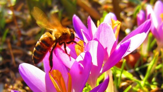 Biene fliegt über einer pinken Blume. © NDR Foto: Marie Schreiber aus Rostock.
