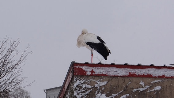 Ein Storch sitzt bei Schnee auf einem Dach © NDR Foto: Angelika Zucker aus Güstrow