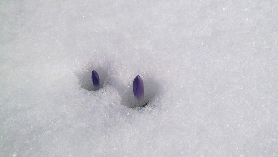 Krokusse versinken im Schnee © NDR Foto: Christine Otto aus Rostock