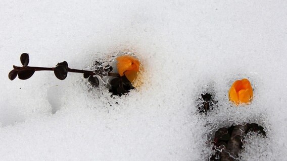 Krokusse durchbrechen die Schneedecke © NDR Foto: Gerhard Volkmann aus Tessin
