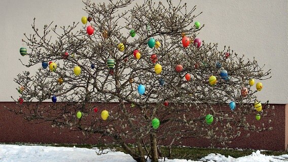 Osterschmuck an einer Magnolie im Vorgarten © NDR Foto: Renate Reinbothe aus Thurow