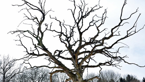 Ein knorriger Baum © NDR Foto: Katrin Borchert