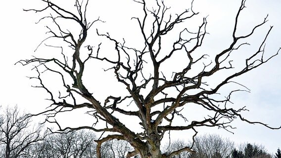 Ein knorriger Baum © NDR Foto: Katrin Borchert