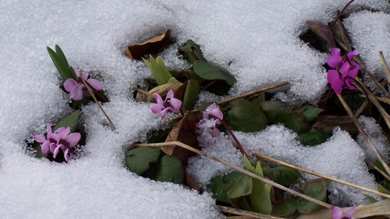 Violette Alpenveilchen sind mit Schnee bedeckt. © NDR Foto: Theodora Hansen aus Bad Doberan