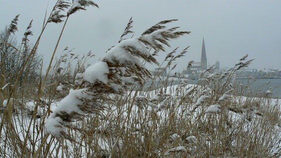 Schneebedeckte Gräser am Warnowufer. © NDR Foto: Dirk Jennerjahn aus Rostock