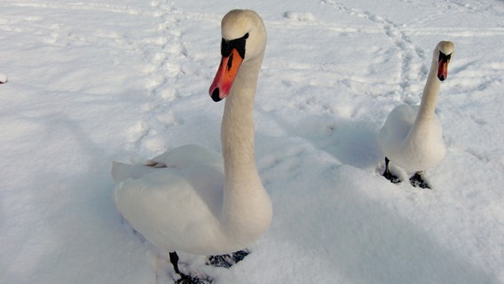 Zwei Schwäne stehen im Schnee. © NDR Foto: Elke Voß aus Laage