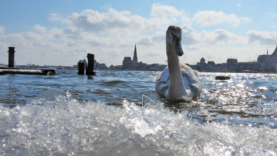 Junger Schwan vor Skyline von Rostock © NDR Foto: Torsten Asmuß aus Rostock