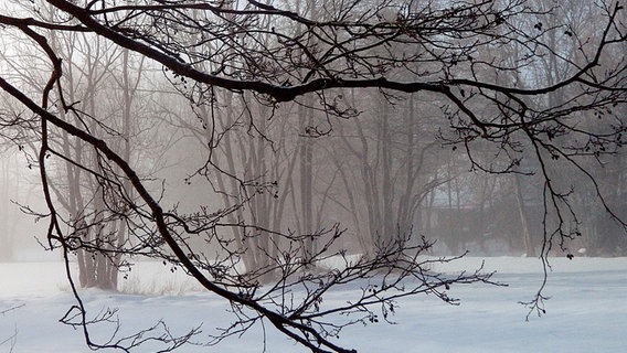 Blick auf eine verschneite Landschaft durch Zweige. © NDR Foto: Erika Wenzel aus Bad Doberan