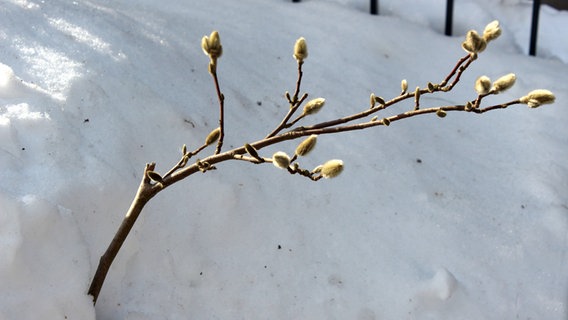 Ein Weidenzweig guckt aus einer Schneeverwehung. © NDR Foto: Ulrich Kesting aus Rostock