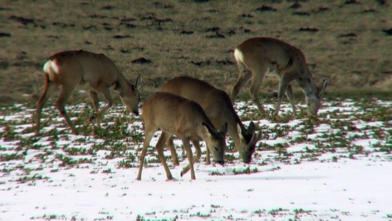 Rehe scharren nach Futter © NDR Foto: Dr. Otto Hansen aus Bad Doberan