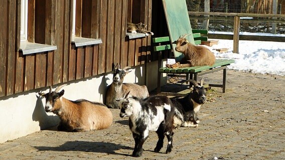 Ziegen sonnen sich vor einem Bauernhaus © NDR Foto: Jörn Lehmann aus Neubrandenburg