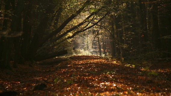 Waldweg im Herbst © NDR Foto: Rüdiger Pfäffle aus Rostock