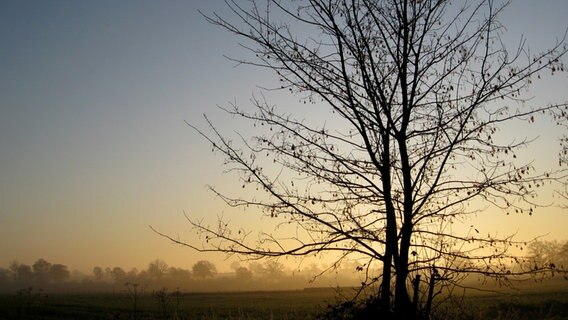 Baum im Sonnenaufgang © NDR Foto: Annett Michels aus Eutin