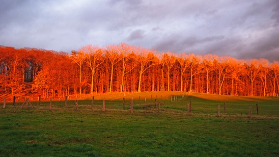 Roter Sonnenuntergang - Blick auf Wald © NDR Foto: Frank Eilrich aus Krakow
