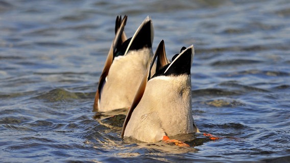 Enten tauchen im See. © NDR Foto: Norbert Brandt aus Neubrandenburg