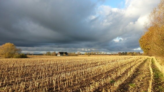 Feld unter wolkenbedecktem Himmel © NDR Foto: Tino Korth aus Rostock
