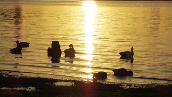 Sechs Enten schwimmen im gelben Morgenlicht auf deinem Fluss. © NDR Foto: Sven Johnsen aus Rostock