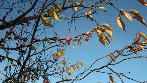 Blüten einer Wildkirsche © NDR Foto: Heike Thielemann aus Tessin