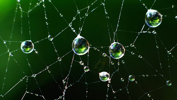 Spinnenweben mit Wassertropfen © NDR Foto: Klaus Franke aus Rostock
