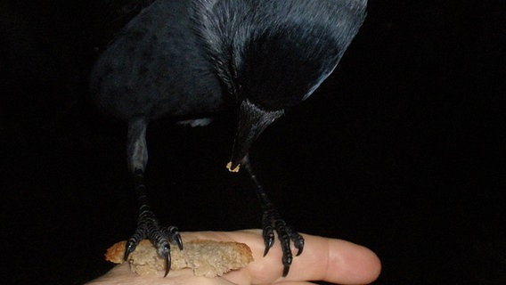 Eine Dohle frisst Brot aus einer Hand © NDR Foto: Norbert Sass aus Bad Doberan