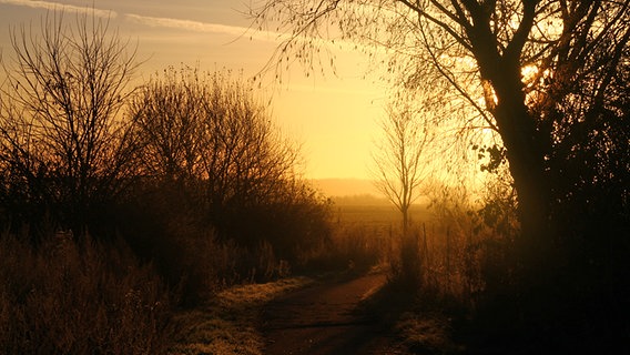 Ein Radweg im Sonnenaufgang © NDR Foto: Sven Johnsen aus Rostock