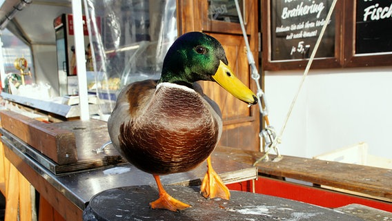 Ein Erpel ist Gast am Fischkutter © NDR Foto: Detlef Matthias aus Greifswald