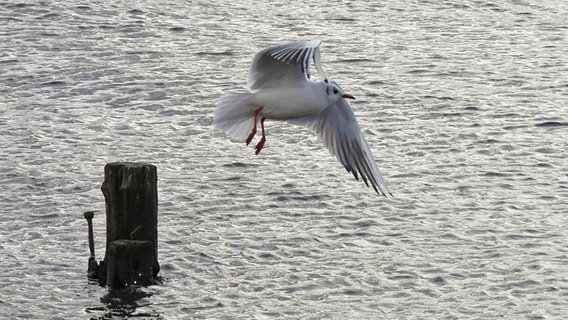 Möwe fliegt von einer Buhne los. © NDR Foto: Sven Johnsen aus Rostock