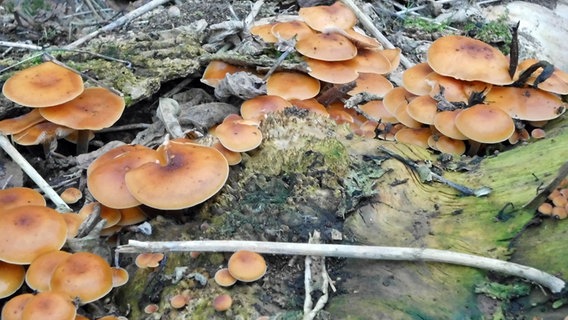 Kleine Pilze wachsen auf Ästen. © NDR Foto: Manfred Kwella aus Rostock