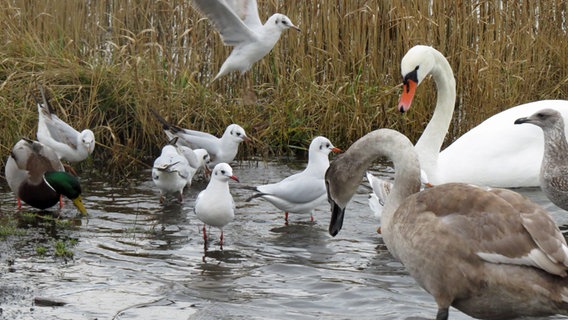 Möwen, Schwäne und Enten schwimmen nahe am Ufer. © NDR Foto: Sven Johnsen aus Rostock