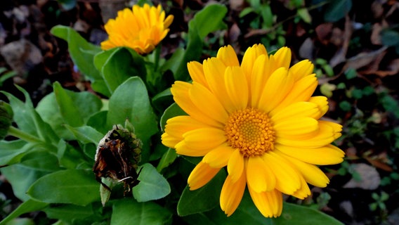 Gelbe Blüte einer Ringelblume © NDR Foto: Christian Pagenkopf aus Rostock