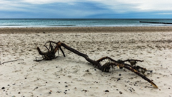 Dicker toter Ast am Strand © NDR Foto: Maik Bleidorn aus Stralsund