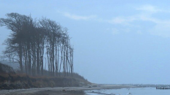 Bäume an der Ostseeküste in Nebel und Wind. © NDR Foto: Dr. Lothar Verch aus Rostock