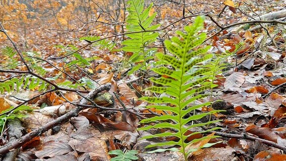 Grüne Farnblätter am Waldboden © NDR Foto: Erika Wenzel aus Bad Doberan