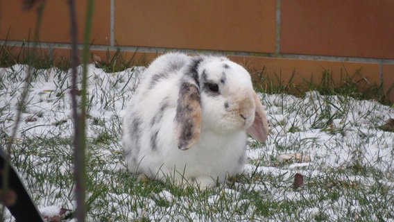 Hase sitzt im Schnee. © NDR Foto: Sven Johnsen aus Rostock