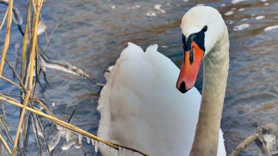 Schwan © NDR Foto: Mathias Perlet aus Rostock