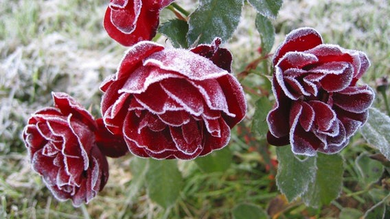 Rote Rosen vom Frost überzogen © NDR Foto: Ursel Wirth aus Rostock