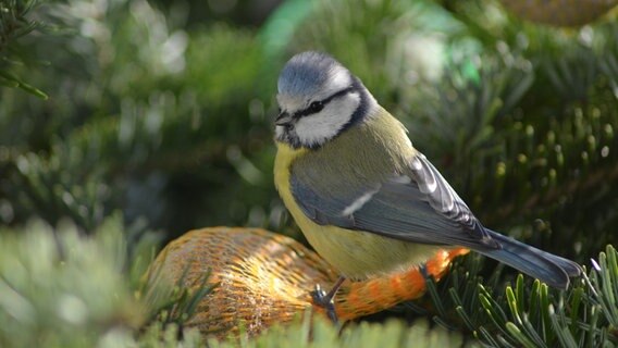 Blaumeise am Meisenknödel © NDR Foto: Sven Friesecke aus Gelbensande