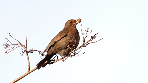 Amselweibchen sitzt auf einem Zweig mit einer Nuss im Schnabel. © NDR Foto: Wolfgang Lork aus Sanitz