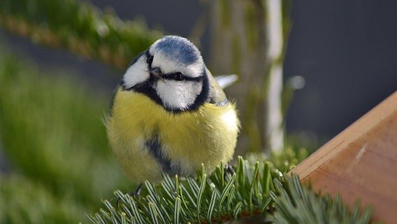 Blaumeise © NDR Foto: Sven Friesecke aus Gelbensande